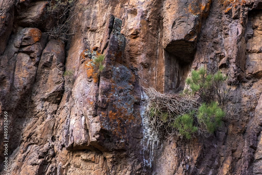 Eagle nest on rocky cliff.