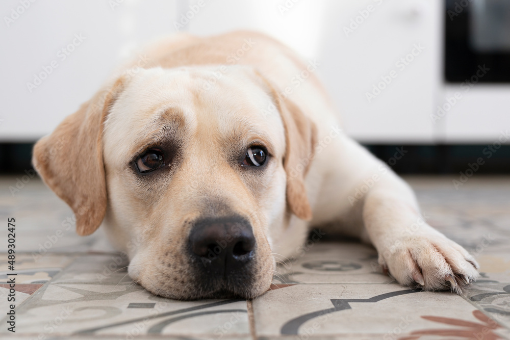 Cute young labrador dog lying on floor and look upwards