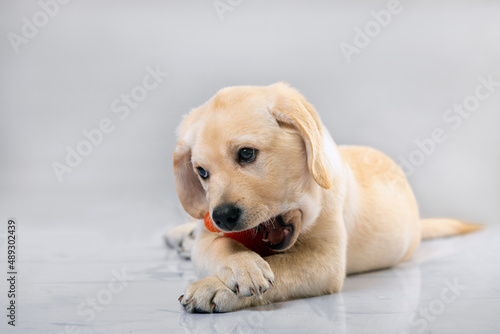 Yellow labrador retriever puppy biting in colored dog toy on gray background