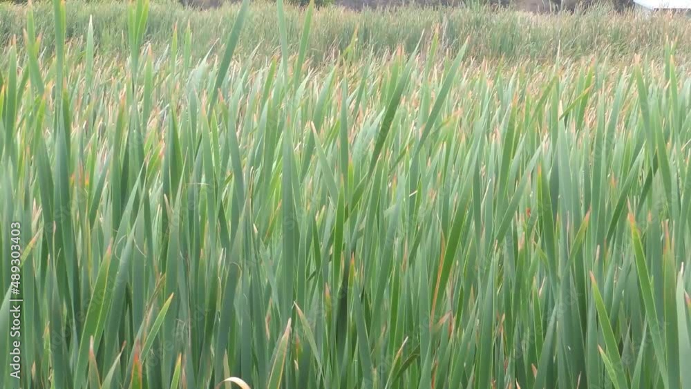 Waves of swamp grass in the wetland, tall and green, shown here bending to and fro in the wind, serve as a bio-filter and habitat shelter for animals, creating mesmerising patterns for the eye Waves of swamp grass in the wetland, tall and green, shown here bending to and fro in the wind, serve as a bio-filter and habitat shelter for animals, creating mesmerising patterns for the eye