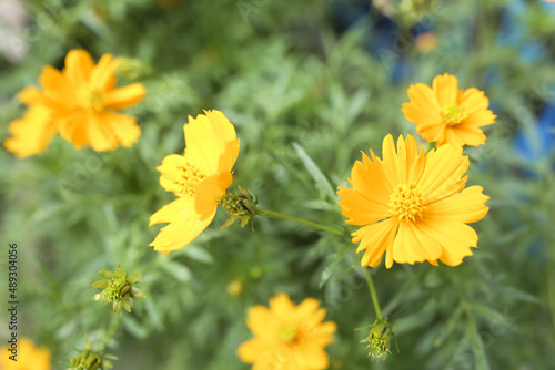 yellow flower with hijo leaves natural summer background blurred image selective focus 