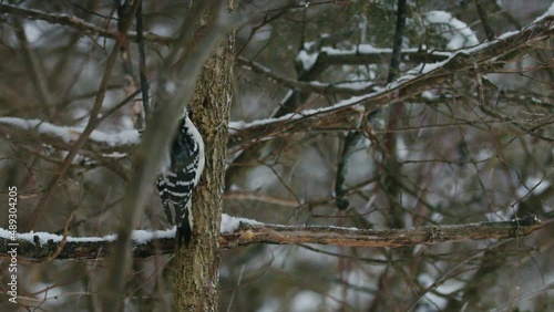 Woodpecker climbing tree during winter snow