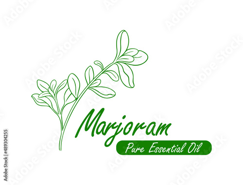 marjoram pure essential oil line art design vector illustration 