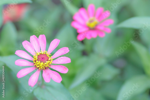 Single pink flower close up. Pink Cosmos flower in full bloom. with blur background