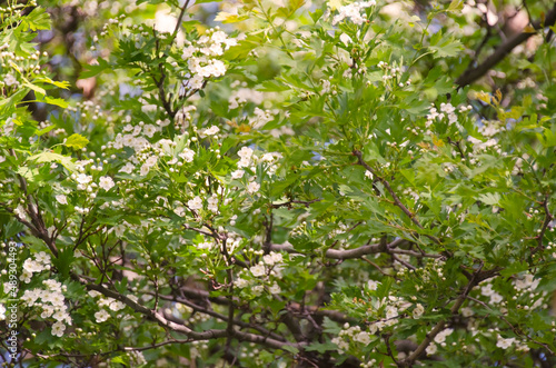 Spring blooming white flowers