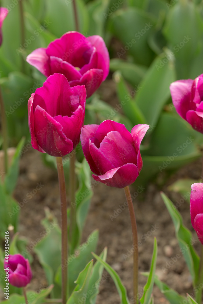 purple tulips in the spring garden purple tulips in the spring garden