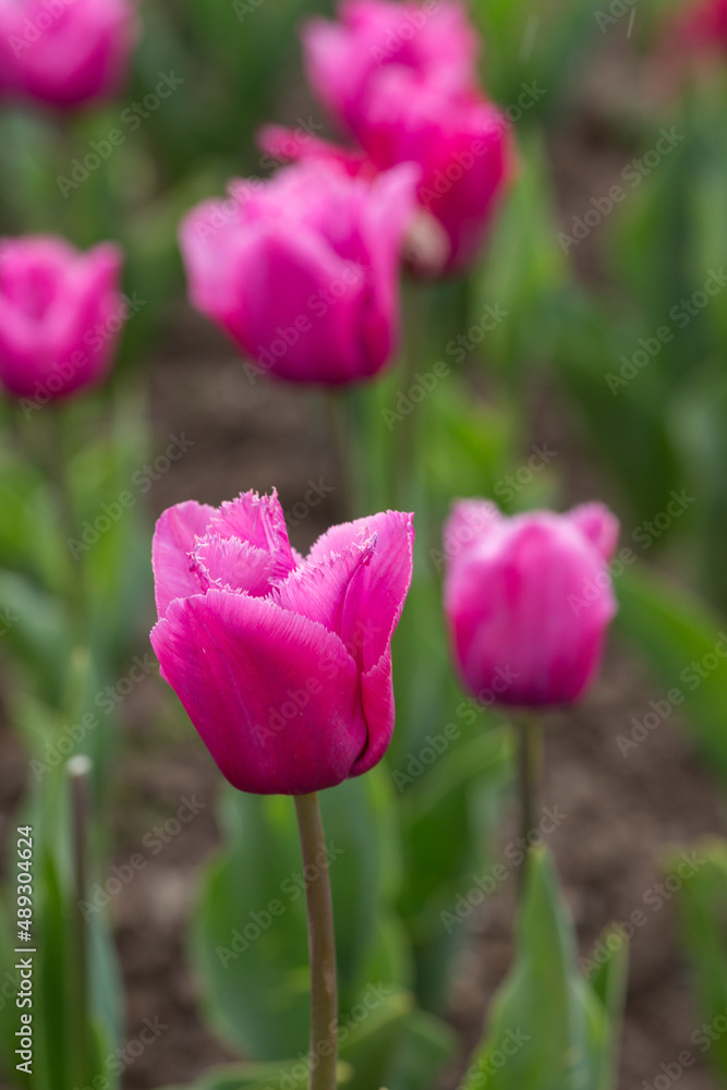 purple tulips in the spring garden