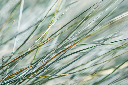 Blurred background, texture, pattern of blue green grass. Extreme bokeh with light reflection