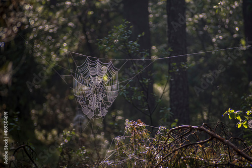 Dew drops covering a large spider web. Dark forest in summer, spidernet illuminated by morning sunlight. Selective focus on the details, blurred background.
