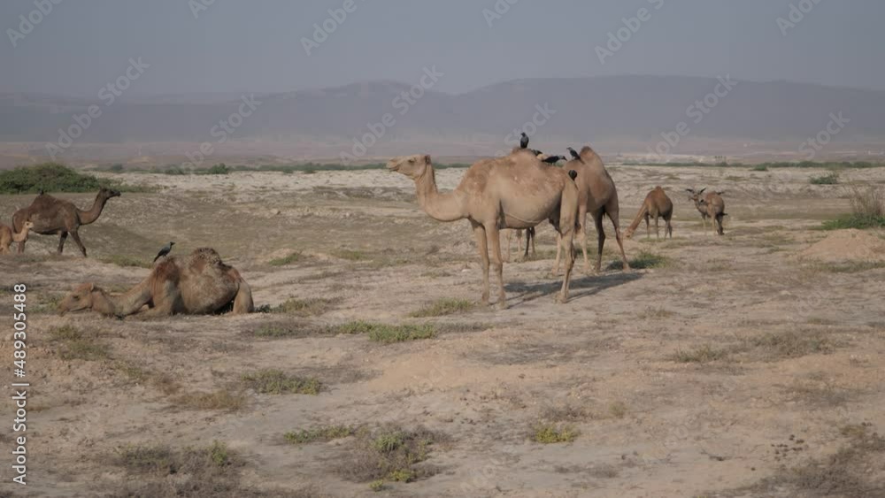 Group of wild brown camels eating dry grass and resting in the hot dusty desert with mountains in the background on clear summer day, static shot in 4k. Group of wild brown camels eating dry grass and resting in the hot dusty desert with mountains in the background on clear summer day, static shot in 4k.