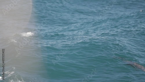 Wallpaper Mural Underway on boat with Dolphins playing Torontodigital.ca