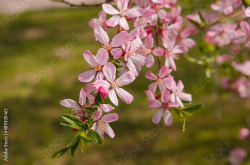 Spring flowering.  Pink flower.  Pink flower tree