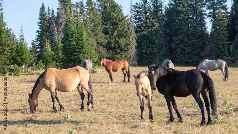 Herd of wild horses with black mare and baby dun colt in the Pryor mountains of Wyoming United States Herd of wild horses with black mare and baby dun colt in the Pryor mountains of Wyoming United States