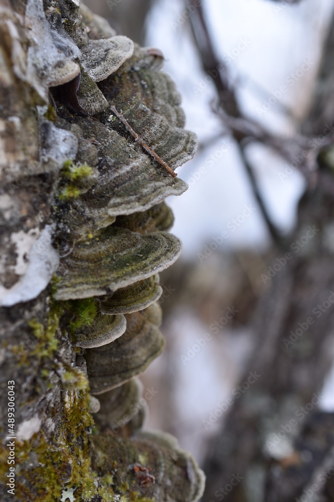 Birch conch Birch conch
