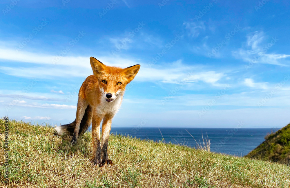 A red fox against the background of mountains and the sea looks at the camera
