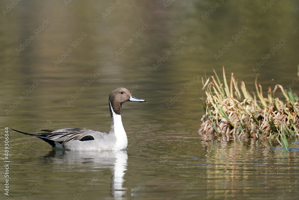 northern pintail in the pond