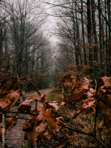 Chemin de la For  t de Tron  ais durant l automne 