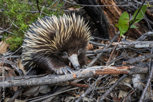 close up photo of echidna in the Australian bush