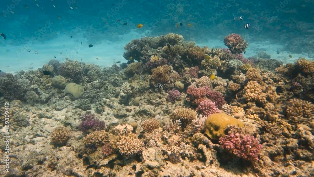Underwater tropical life - colorful fish living at beautifull coral reef with blue water in background, Red sea, Egypt. Underwater tropical life - colorful fish living at beautifull coral reef with blue water in background, Red sea, Egypt.