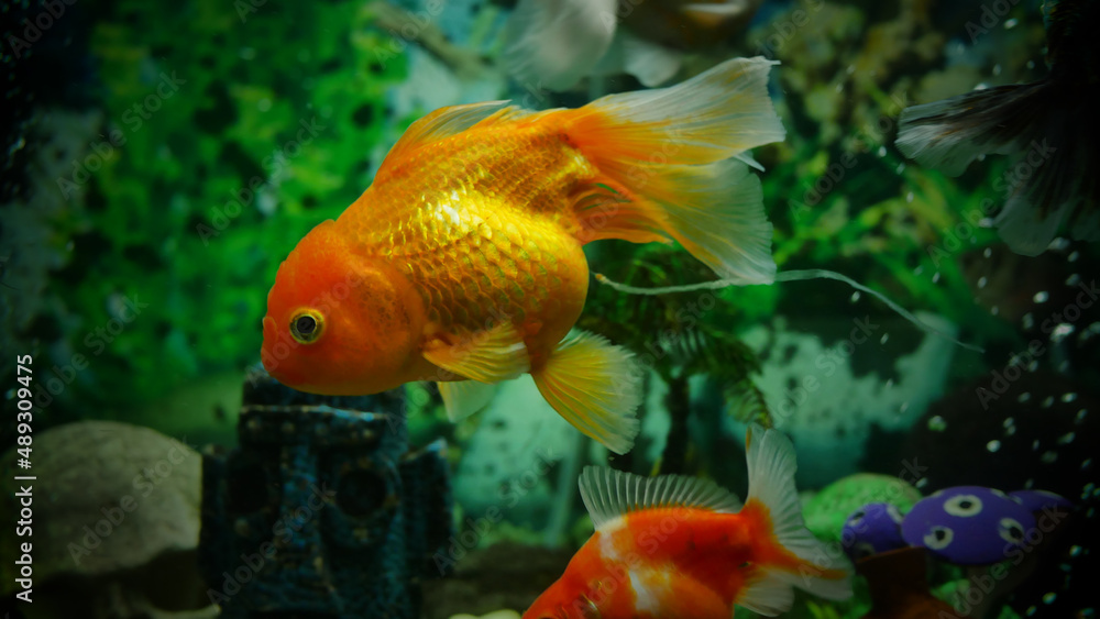 goldfish swimming in the aquarium with clear water, looks very beautiful
goldfish swimming in the aquarium with clear water, looks very beautiful