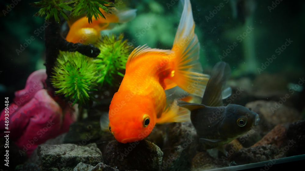 goldfish swimming in the aquarium with clear water, looks very beautiful
goldfish swimming in the aquarium with clear water, looks very beautiful