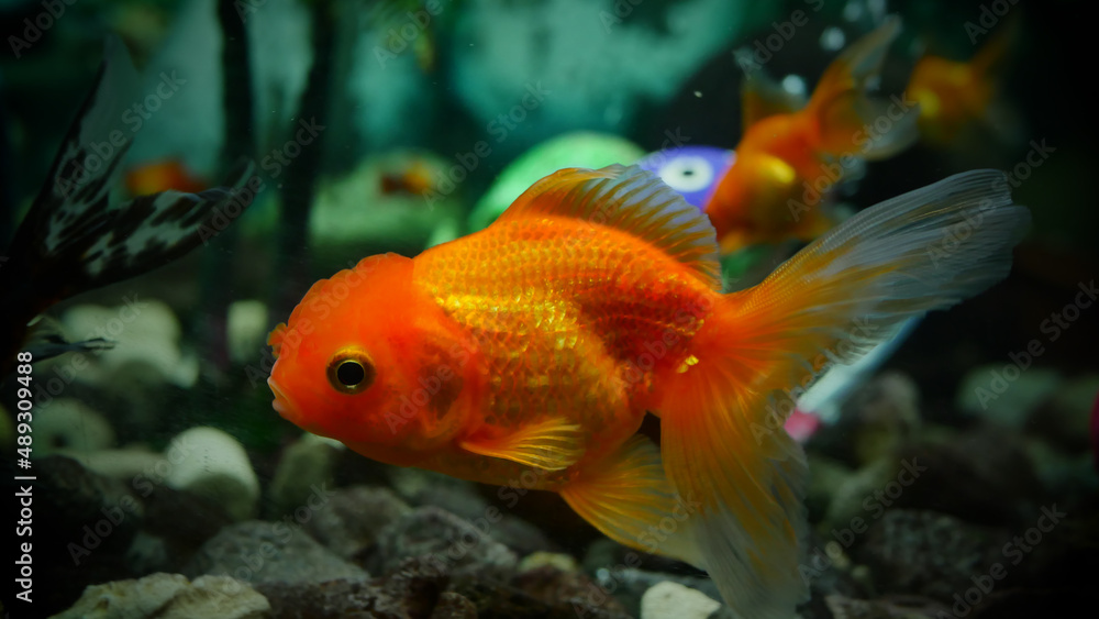 goldfish swimming in the aquarium with clear water, looks very beautiful
goldfish swimming in the aquarium with clear water, looks very beautiful