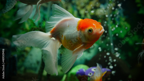 goldfish swimming in the aquarium with clear water, looks very beautiful 