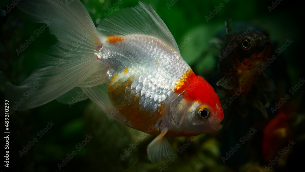goldfish swimming in the aquarium with clear water, looks very beautiful
goldfish swimming in the aquarium with clear water, looks very beautiful
