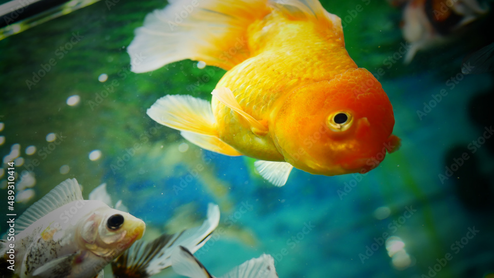 goldfish swimming in the aquarium with clear water, looks very beautiful
goldfish swimming in the aquarium with clear water, looks very beautiful