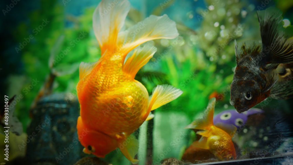 goldfish swimming in the aquarium with clear water, looks very beautiful
goldfish swimming in the aquarium with clear water, looks very beautiful