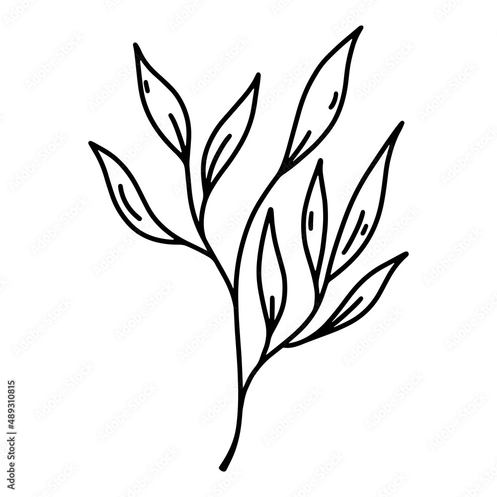 Laurel branch vector icon. Hand drawn illustration isolated on white background. Mediterranean plant with scented foliage. Botanical sketch, outline. Symbol of peace, victory, success