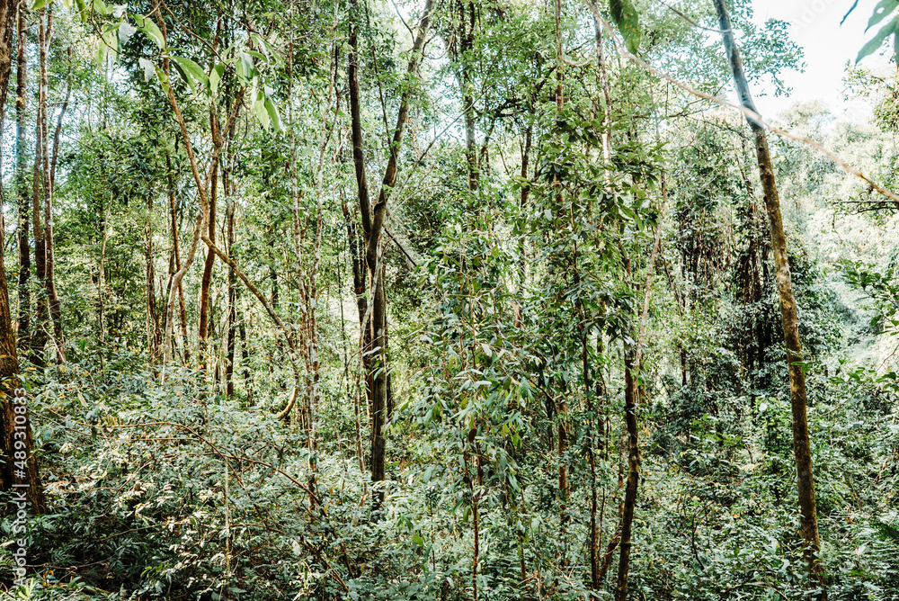 Fototapeta premium thickly stacked trees in the forest