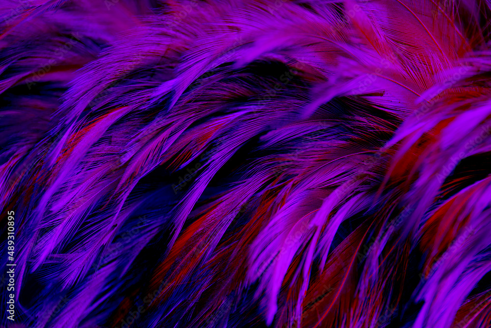 Obraz premium Beautiful Dark Purple Feathers Texture Vintage Background