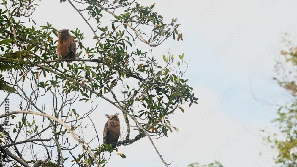 Buffy Fish Owl Ketupa ketupu, a fledgling facing and looking around then preens while the mother bird down below on a branch facing to the right, Khao Yai National Park, Thailand. Buffy Fish Owl Ketupa ketupu, a fledgling facing and looking around then preens while the mother bird down below on a branch facing to the right, Khao Yai National Park, Thailand.