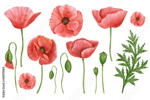 Poppy flowers hand drawn watercolor botanical set. Flower clipart collection. Red flower illustration
