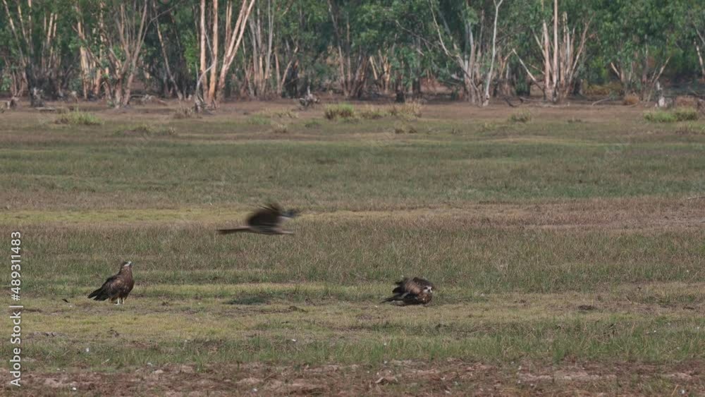 Two individuals on the grass another approaches taking a Kite to fly away as the other followed, Black-eared Kite Milvus lineatus Pak Pli, Nakhon Nayok, Thailand. Two individuals on the grass another approaches taking a Kite to fly away as the other followed, Black-eared Kite Milvus lineatus Pak Pli, Nakhon Nayok, Thailand.