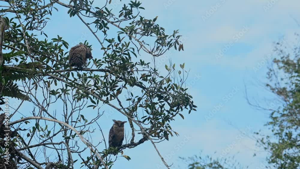 Blue Sky with a mother Owl on the branch below and then the fledgling shakes its feathers to clean itself, Buffy Fish Owl Ketupa ketupu, Khao Yai National Park, Thailand. Blue Sky with a mother Owl on the branch below and then the fledgling shakes its feathers to clean itself, Buffy Fish Owl Ketupa ketupu, Khao Yai National Park, Thailand.