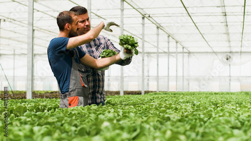 Agronomist gardener holding organic healthy fresh salad showing to agricultural businessman discussing vegetables nutrition in hydroponics greenhouse plantation. Concept of agriculture photo