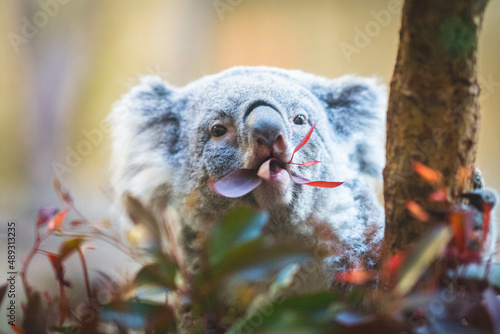 Photography コアラ