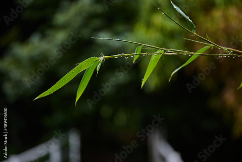 Green bamboo leaves after rain. Tropical leaves background. Green Plant Texture