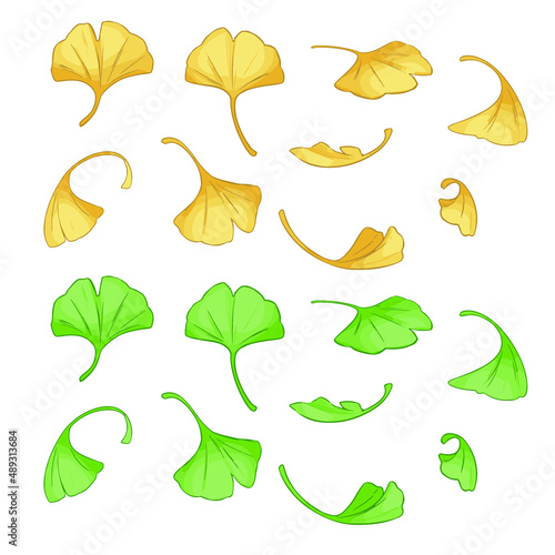 Ginkgo vector set