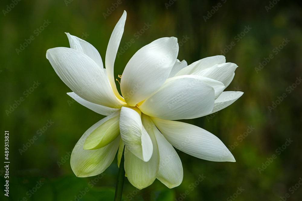 Fototapeta premium Lotus