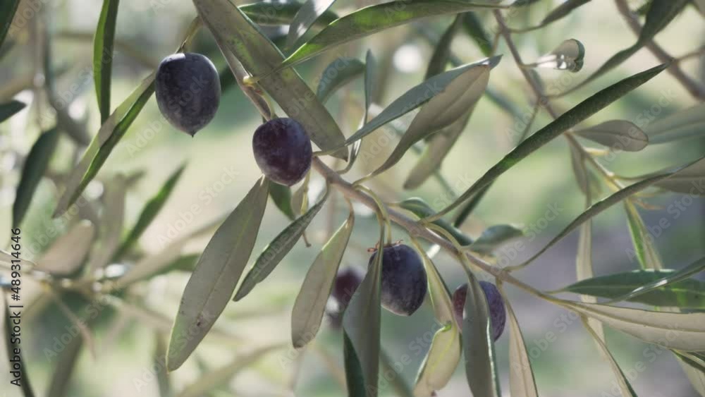 Olive branch is swaying in the wind. Ripe black olives Olive branch is swaying in the wind. Ripe black olives