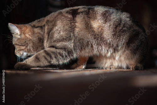 Beautiful bobtail cat. Striped cat skin. Beautiful wool pattern