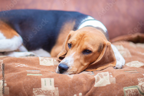 A sad dog of the Beagle breed lies on the couch and yearns