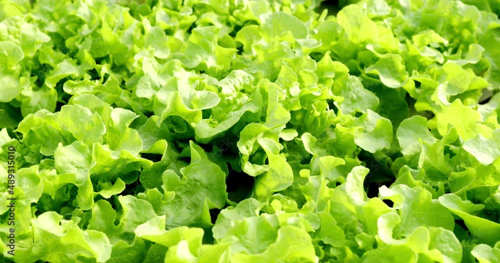 Top view, Close up green fresh salad in hydroponic in Modern greenhose. Healthy organic food, organic fresh harvested vegetable concept. Top view, Close up green fresh salad in hydroponic in Modern greenhose. Healthy organic food, organic fresh harvested vegetable concept.