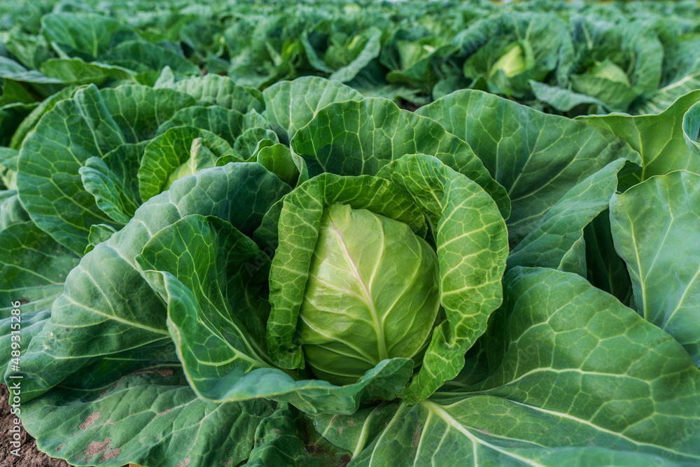 young cabbage grows in the farmer field young cabbage grows in the farmer field