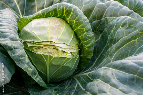 Slika na platnu cracked young cabbage in an agricultural field, over-watering or lack of waterin