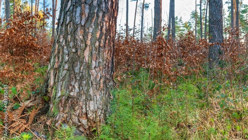 Fototapeta Naklejka Na Ścianę i Meble -  Drzewa w lesie w słoneczny dzień o poranku i wschodzi słońca