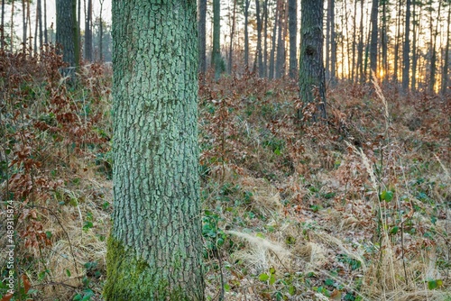 Drzewa w lesie w słoneczny dzień o poranku i wschodzi słońca photo